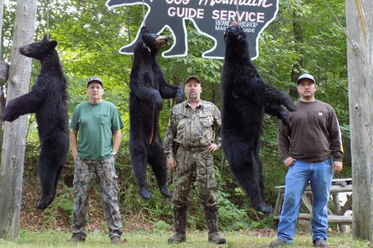 Maine bear hunting