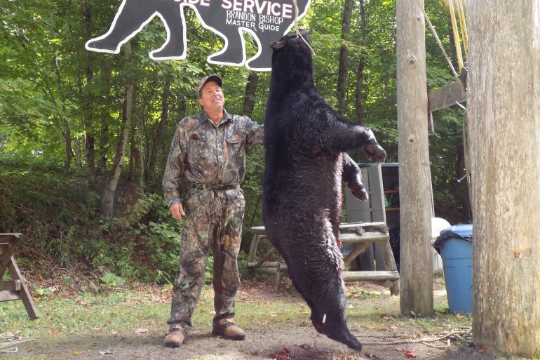 Maine bear hunting