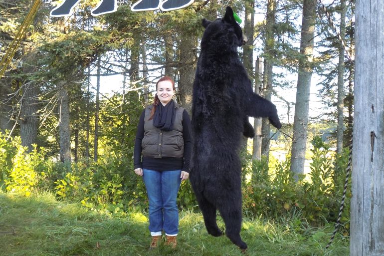 Maine bear hunting