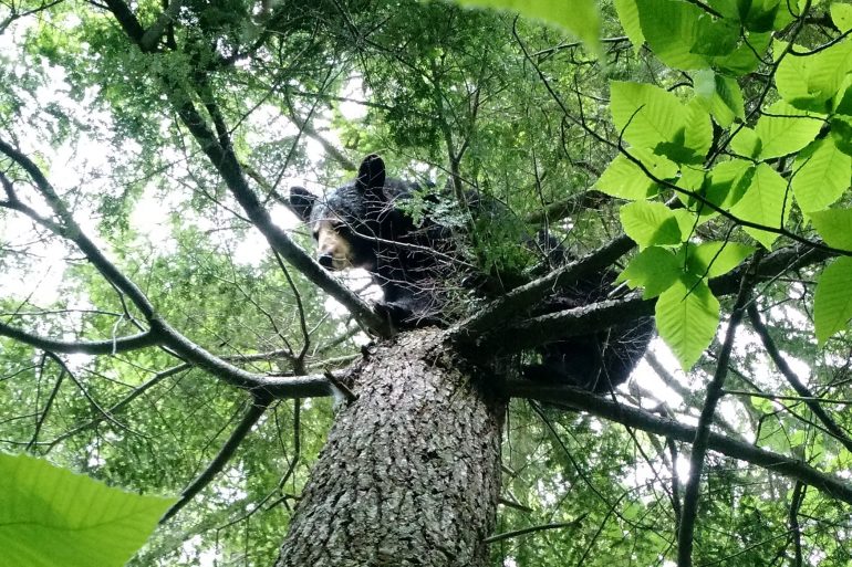 Maine black bear in tree