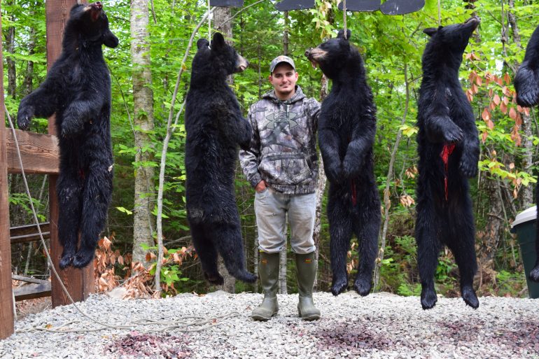 Maine bear hunt