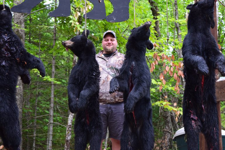 Maine bear hunt