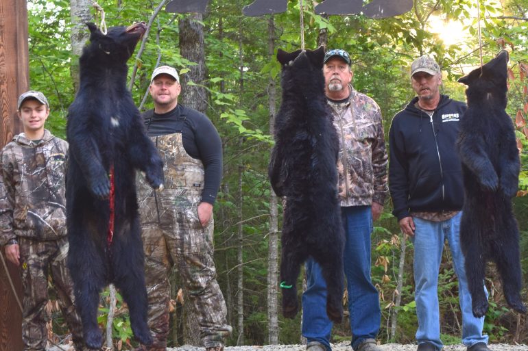 Maine bear hunt