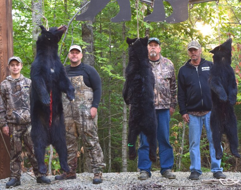 Maine bear hunt