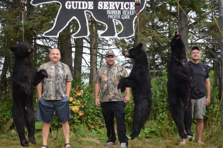 Maine bear hunt