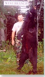 Bear from Maine's West Branch region