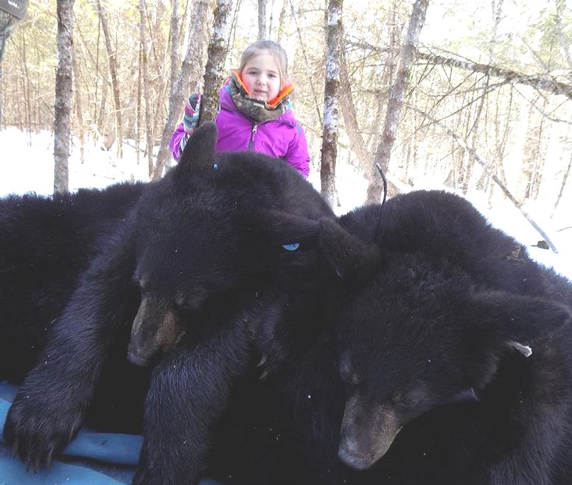 Maine black bear