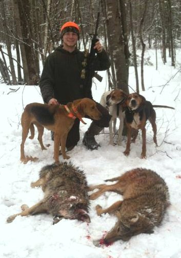 Maine coyote hunting