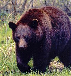 Black bear cause more deaths and injuries to people each year than the other bear subspecies - they are absolutely dangerous game