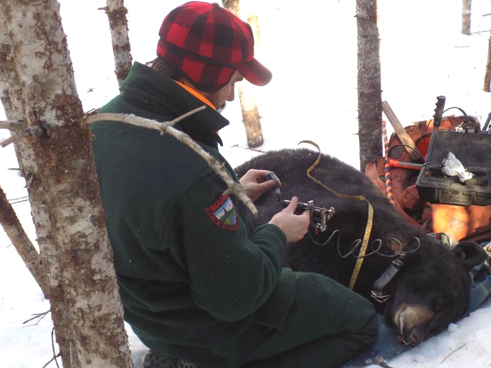 Biologist studying Maine black bear