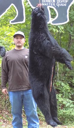 trophy black bear hunt at Foggy Mountain Guide Service