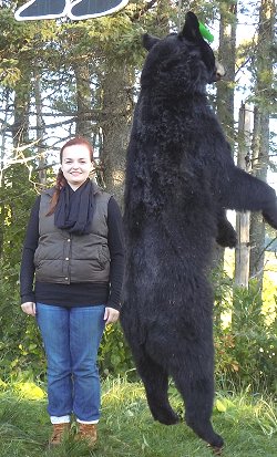 trophy black bear hunt at Foggy Mountain Guide Service