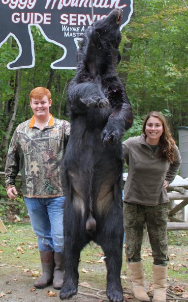 Trophy bear over 400 pounds at Foggy Mountain