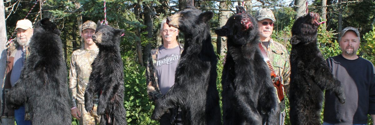 Maine bear hunts with Foggy Mountain Guide Service