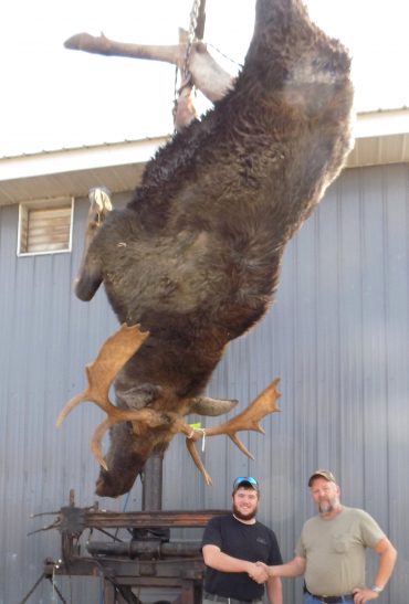 bull moose hunted at Foggy Mountain