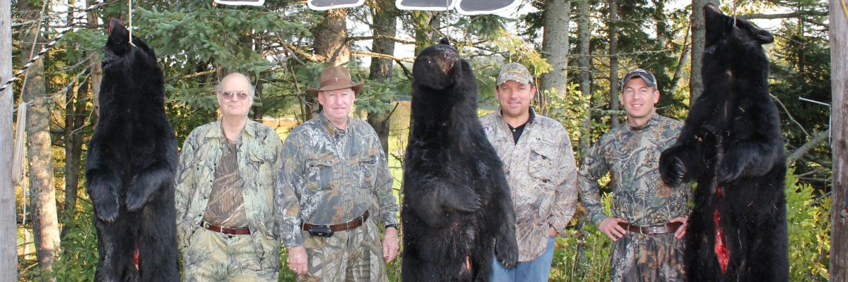 Bear hunting in Maine
