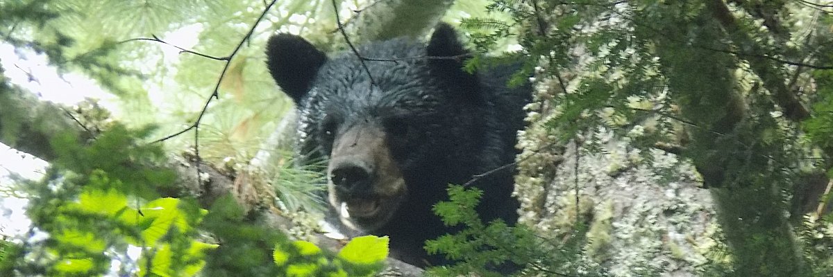 Maine black bear