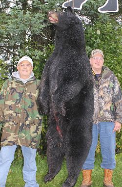 trophy black bear hunt at Foggy Mountain trophy black bear hunt at Foggy Mountain