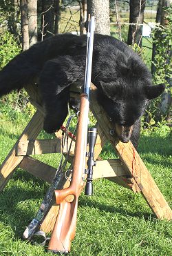 trophy black bear hunt at Foggy Mountain