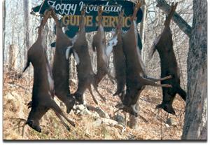 Whitetail bucks at Foggy Mountain